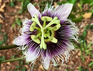 Flor da Paixão! 🌸