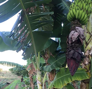 Bananeiras