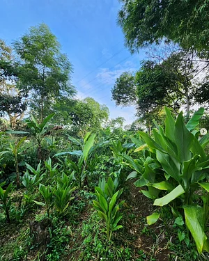 Food forest