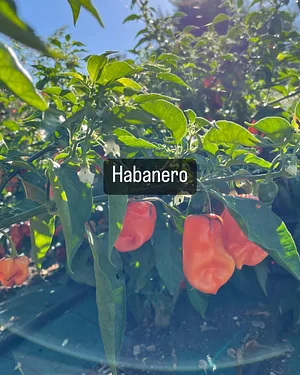 Habaneros