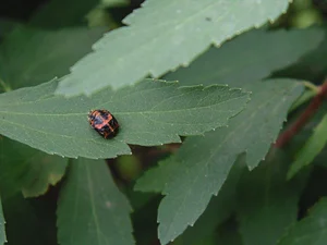 Biodiversidad en el Huerto