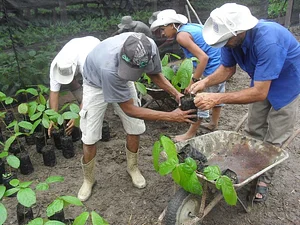 Mutirão Agroflorestal