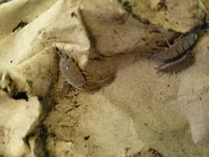 Isopod helpers transforming cardboard, wood and paper waste into plant food.