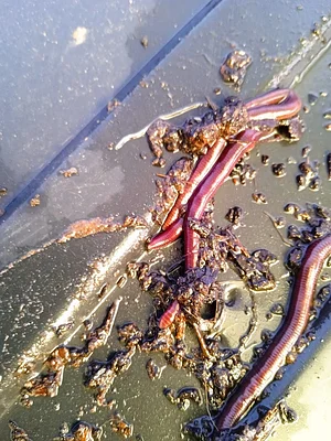 Red wriggler worms (Eisenia fetida) perfect for processing chicken manure into conditioned plant nutrient.