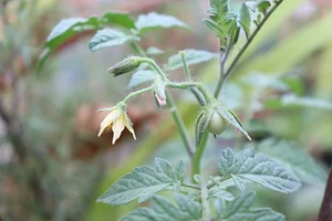 Tomato Flower
