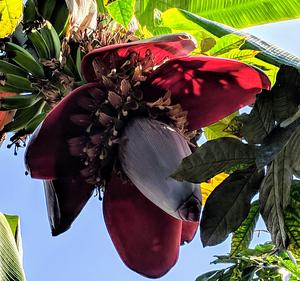 La Puma Farms
