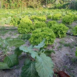 Horta biodiversa