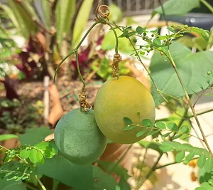 The passion fruit is ripening