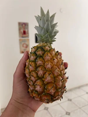 Our first pineapple in the backyard