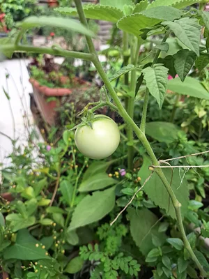 Green Tomato