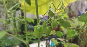 New batch of tomatoes