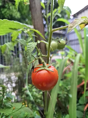 Tomatoes almost ready for harvest