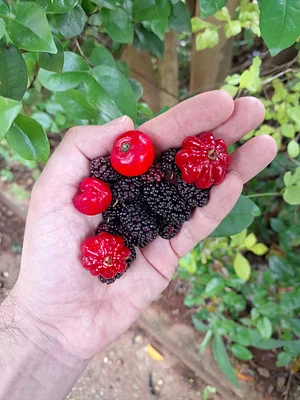 Some berries from the yard