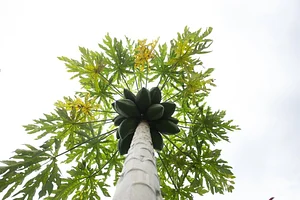 Atitlan Organics