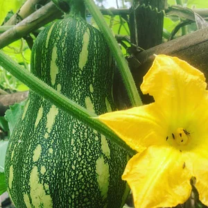 Atitlan Organics
