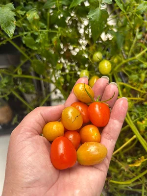 Freshly picked tomatoes from our garden.