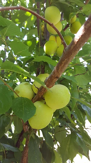 Plums