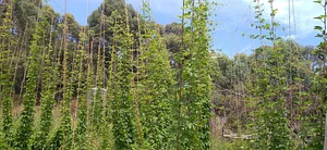 Photo Silver Springs Hops & Permaculture Farm