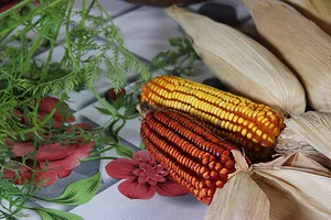 Intercâmbios Agroecológicos CTA 1
