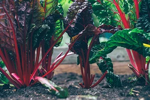 Organic food