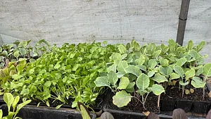 Seedlings