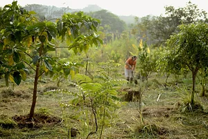 Organic food
