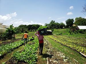 Taino Farm
