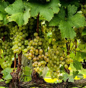 La viticulture en route vers l'agroécologie