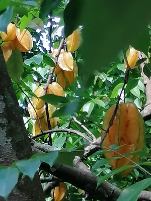 Taino Farm