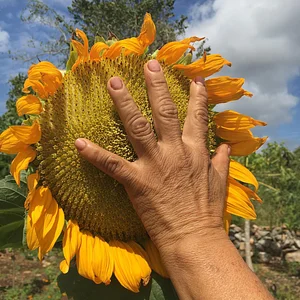 Cultiva - alternativas de regeneración