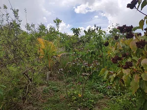 Regeneración de suelo
