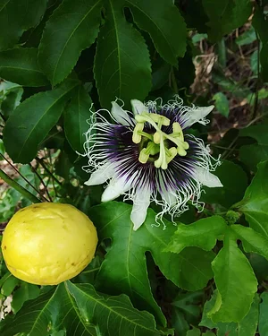 Taino Farm
