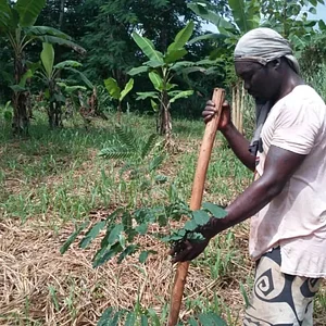 Journée de gestion de l'agroforesterie