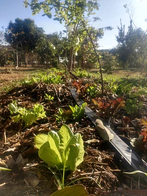 NEPEAS - Núcleo de Estudo, Pesquisa e Extensão em Agroecologia e Sustentabilidade