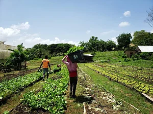 Taino Farm