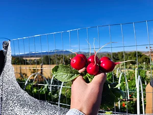 Freetown Farm