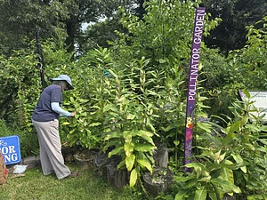 Pollinators Garden