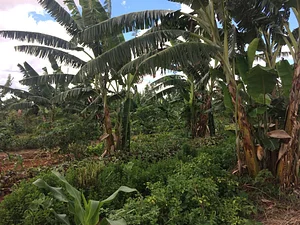 Mutirão no Núcleo Rural Pipiripau II