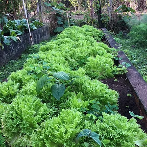 Ipanema Agroecologia