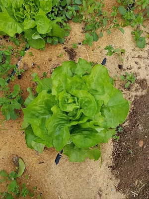 Permaculture à la ferme Dar Slaouia