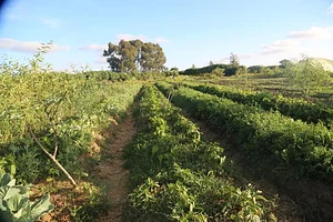 Permaculture à la ferme Dar Slaouia