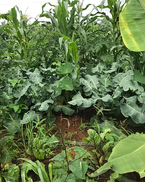 Sistema da Agrofloresta Sintrópica