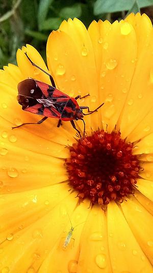 Jardin Forêt de l'Orée du Bois