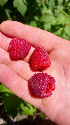 Framboises du Jardin Forêt