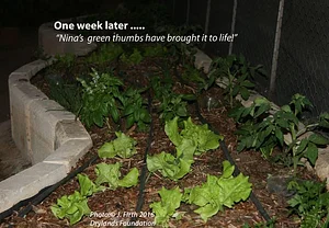 Drylands Permaculture Nursery