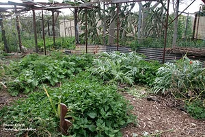 Drylands Permaculture Nursery