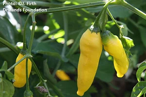 Drylands Permaculture Nursery