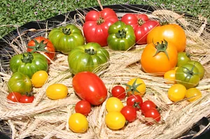 Drylands Permaculture Nursery