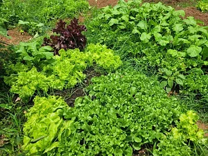 Intercâmbios Agroecológicos CTA 10