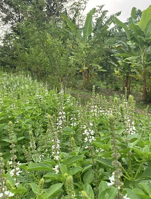 Nossa agrofloresta